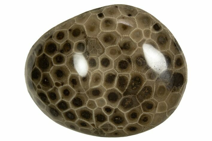 Polished Petoskey Stone (Fossil Coral) - Michigan #328348